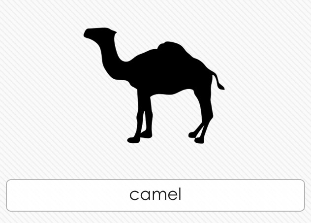  Camel 