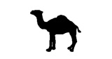 Camel 